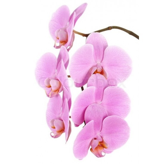 Pink Phalaenopsis Orchid