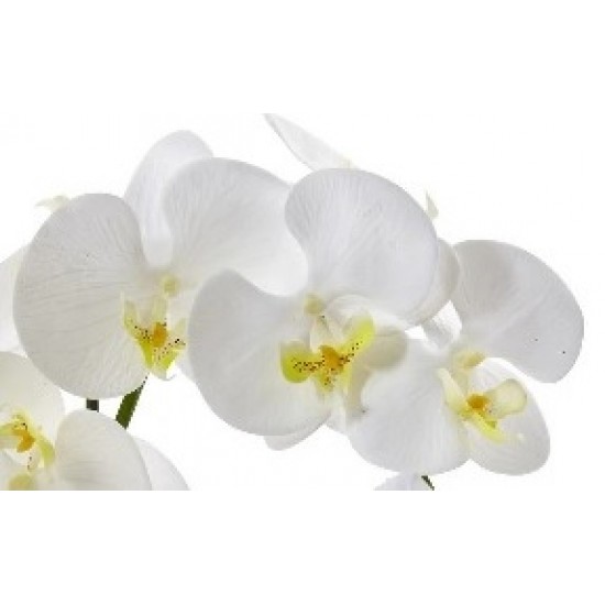 One Phalaenopsis Orchid