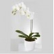 One Phalaenopsis Orchid