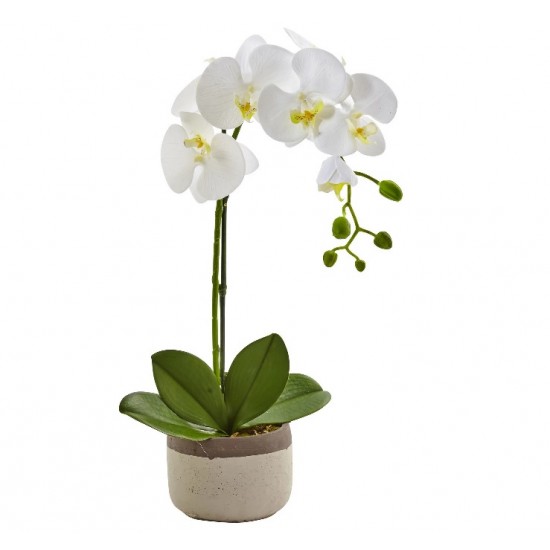 One Phalaenopsis Orchid