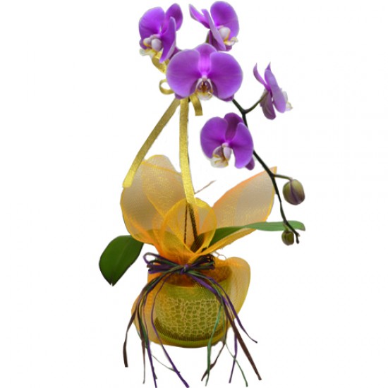 Elegant Serenity One Stem Taiwan Orchid in Classical Pot