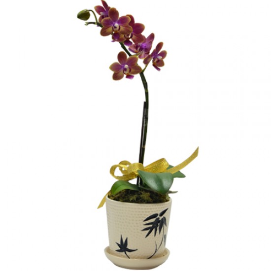 Mini Orchid Delight One Stem Taiwan Orchid in Pot