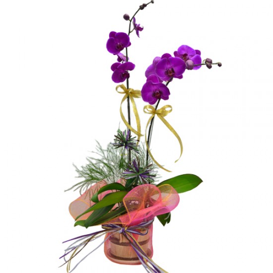 Elegant Harmony Two Stem Taiwan Orchid Bouquet