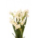 Chinese New Year Narcissus Plant