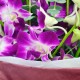 Exquisite 10-Piece Thailand Orchids Bouquet