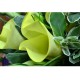 10-Piece Yellow Calla Lily Bouquet