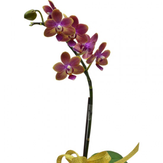 Mini Orchid Delight One Stem Taiwan Orchid in Pot