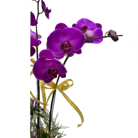 Elegant Harmony Two Stem Taiwan Orchid Bouquet