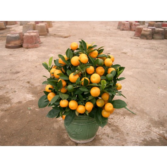 Chinese New Year plants (Mini Size)